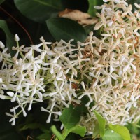 Ixora finlaysoniana Wall. ex G.Don