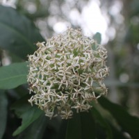 Ixora finlaysoniana Wall. ex G.Don