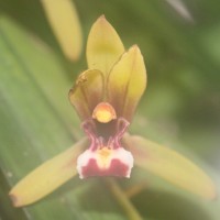 Cymbidium finlaysonianum Lindl.