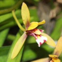 <i>Cymbidium finlaysonianum</i>  Lindl.