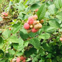 Rubus niveus Thunb.