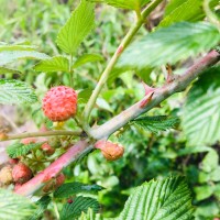 Rubus niveus Thunb.