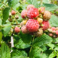 Rubus niveus Thunb.