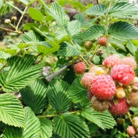 Rubus niveus Thunb.