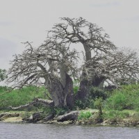 Adansonia digitata L.