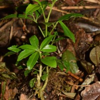 Melicope lunu-ankenda (Gaertn.) T.G.Hartley