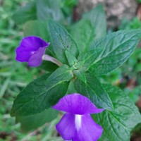 Matourea azurea (Linden) Colletta & V.C.Souza