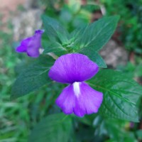 Achetaria azurea (Linden) V.C.Souza