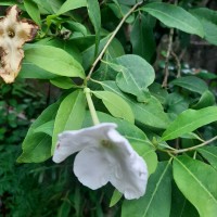 Brunfelsia americana L.