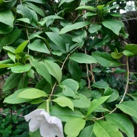 Brunfelsia americana L.