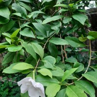 Brunfelsia americana L.