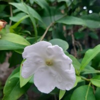 <i>Brunfelsia americana</i> L.