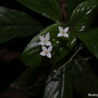 Championia reticulata Gardner