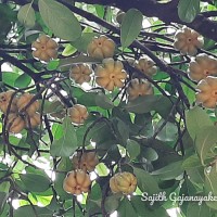 Garcinia zeylanica Roxb.