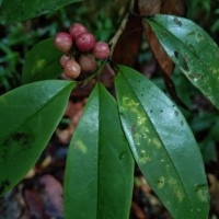 Antidesma pyrifolium Müll.Arg.