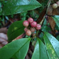 Antidesma pyrifolium Müll.Arg.