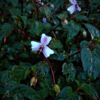 Impatiens leptopoda Arn.