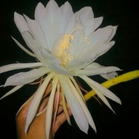 <i>Epiphyllum oxypetalum</i>  (DC.) Haw.