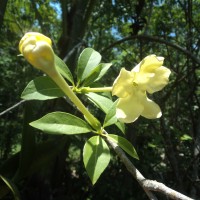 Brunfelsia americana L.