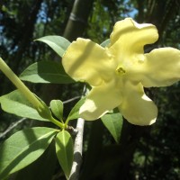 Brunfelsia americana L.