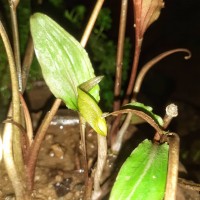 Cryptocoryne walkeri Schott