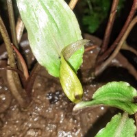 Cryptocoryne walkeri Schott