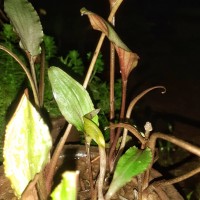 Cryptocoryne walkeri Schott