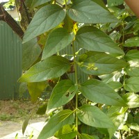 Nyctanthes arbor-tristis L.