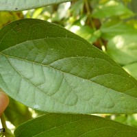 Nyctanthes arbor-tristis L.