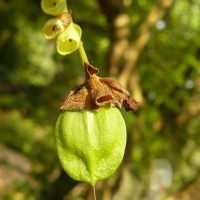 Nyctanthes arbor-tristis L.