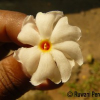 Nyctanthes arbor-tristis L.