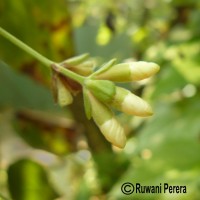 Nyctanthes arbor-tristis L.