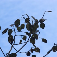 Gyrocarpus americanus Jacq.