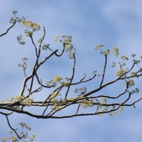 Gyrocarpus americanus Jacq.