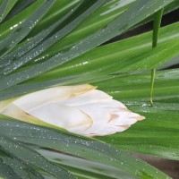 Pandanus amaryllifolius Roxb. ex Lindl.