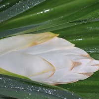 Pandanus amaryllifolius Roxb. ex Lindl.