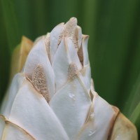 Pandanus amaryllifolius Roxb. ex Lindl.