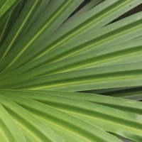 Pandanus amaryllifolius Roxb. ex Lindl.