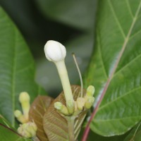 Guettarda speciosa L.