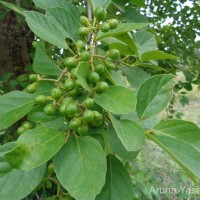 Cordia dichotoma G.Forst.