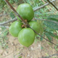 Donella lanceolata (Blume) Aubrév.