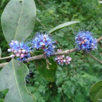 Memecylon umbellatum Burm.f.