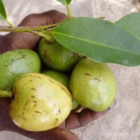 Annona glabra L.