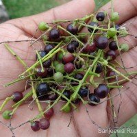 Salvadora persica L.