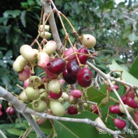 Syzygium cumini (L.) Skeels