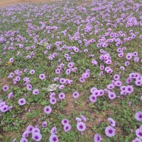 Ipomoea pes-caprae (L.) R.Br.