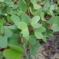 Ipomoea pes-caprae (L.) R.Br.