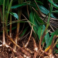 Alpinia calcarata (Andrews) Roscoe