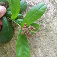 Combretum constrictum (Benth.) M.A.Lawson