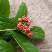 Combretum constrictum (Benth.) M.A.Lawson